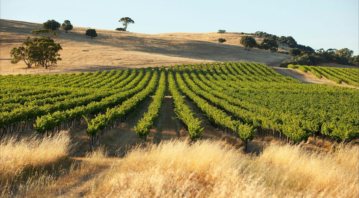 Vineyard - Hemera Estate