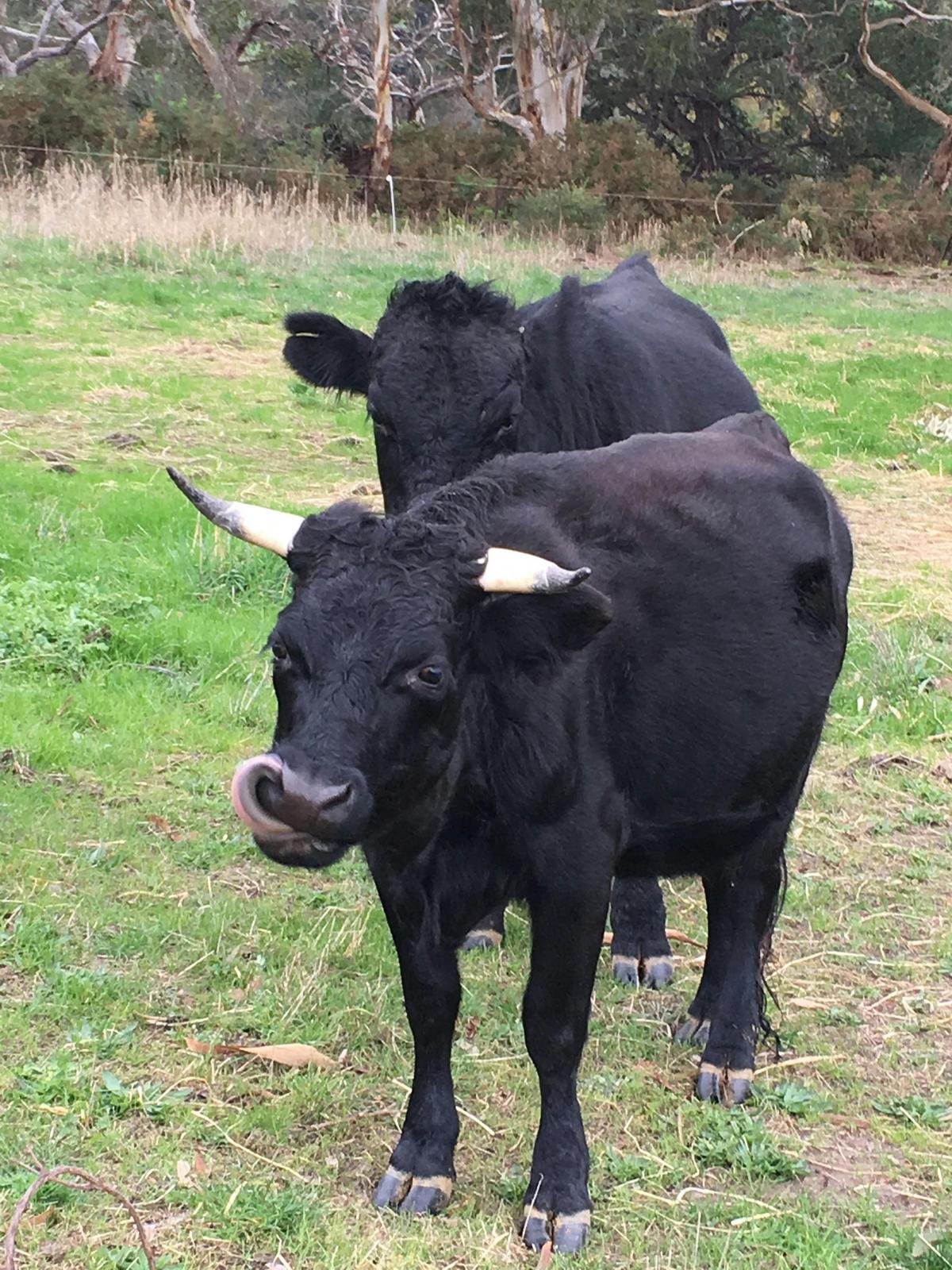 Cows come to visit and say hi!