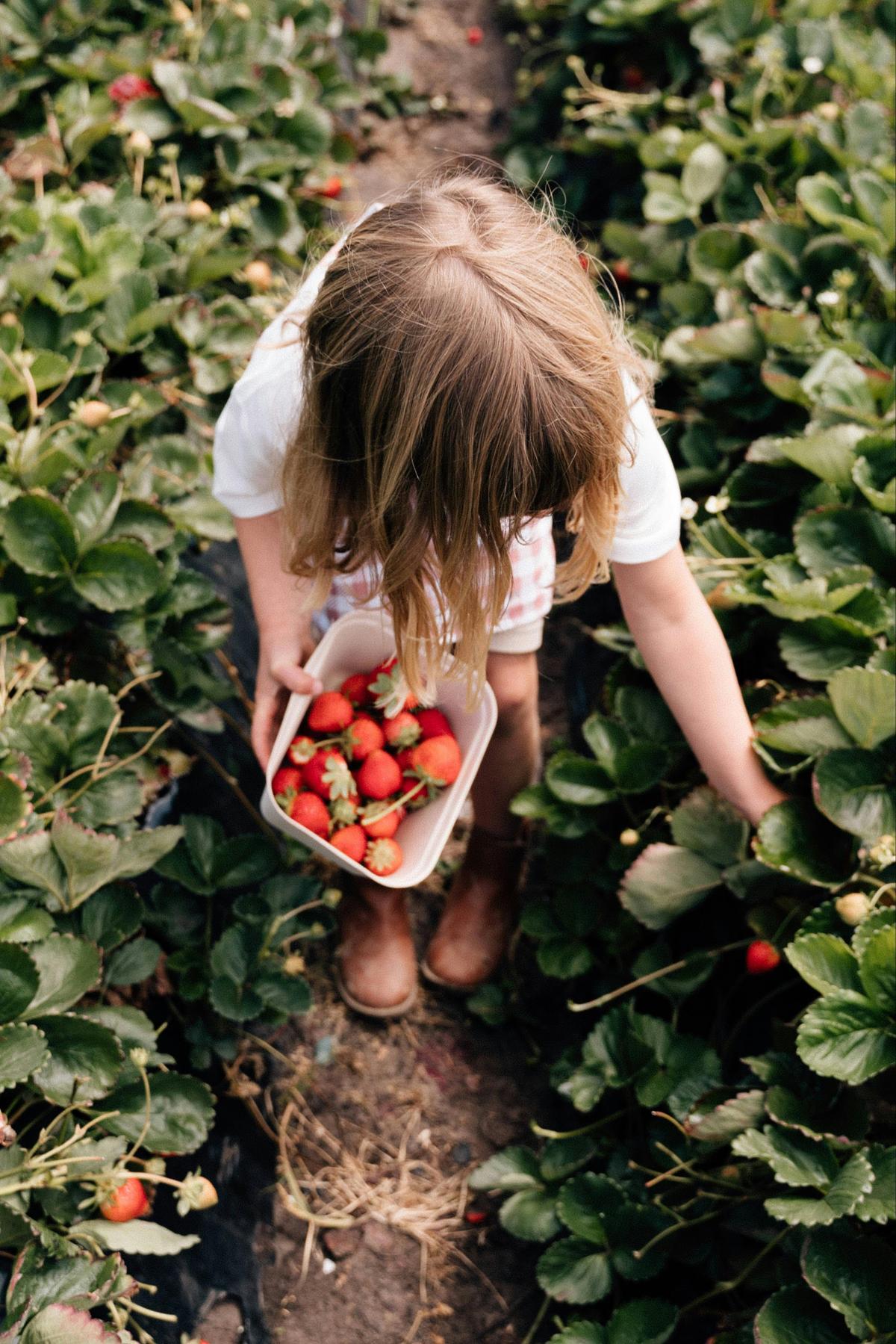 Strawberry Picking