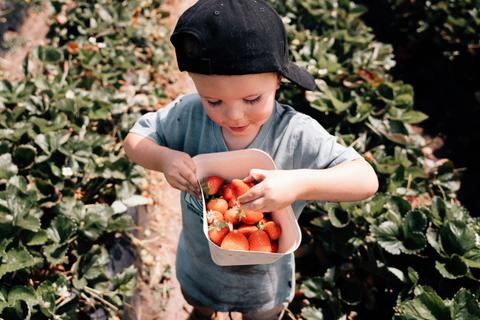 Harvest the Fleurieu