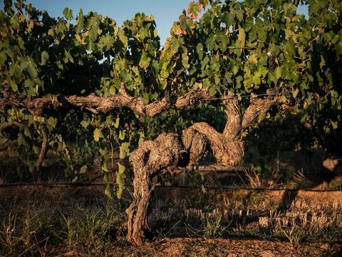 Ultimate Hayes Family Wines Experience