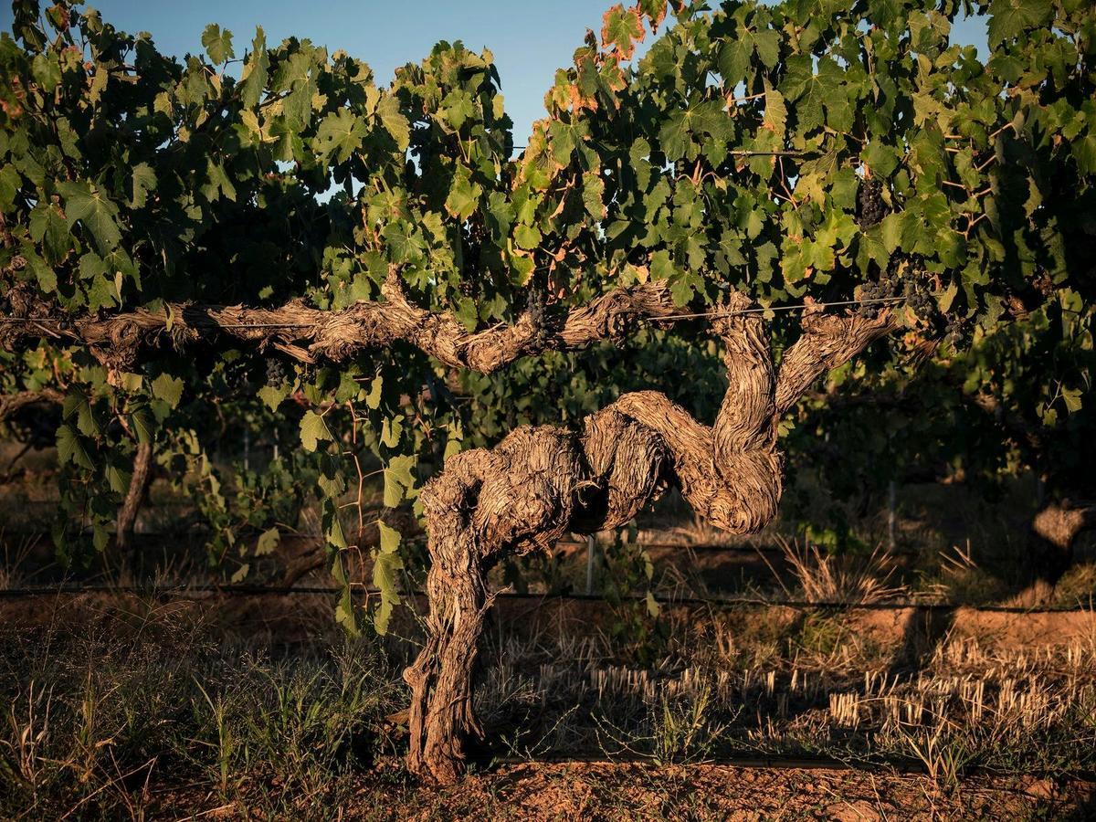 Ultimate Hayes Family Wines Experience