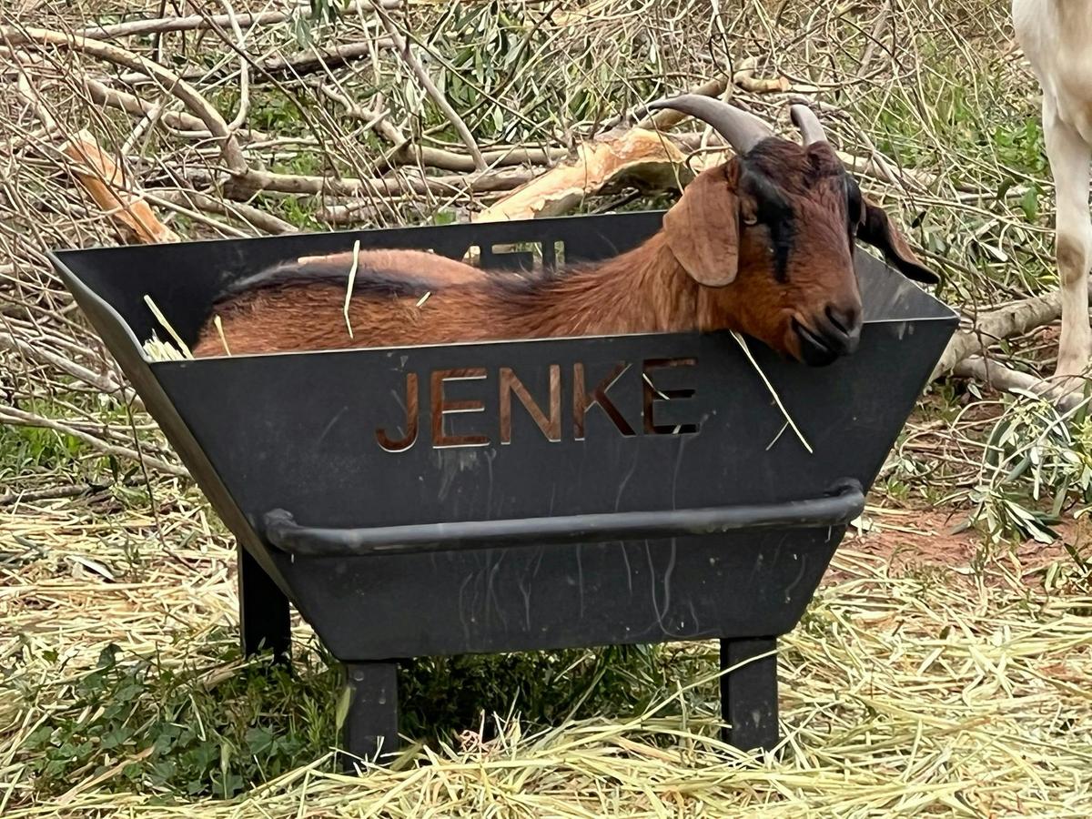 Pet Friendly