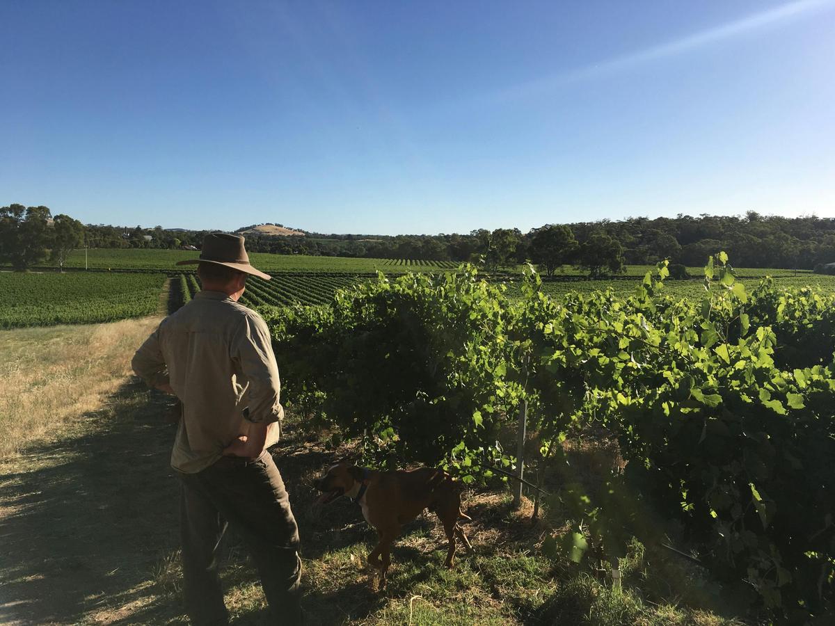 Barossa Valley landscape