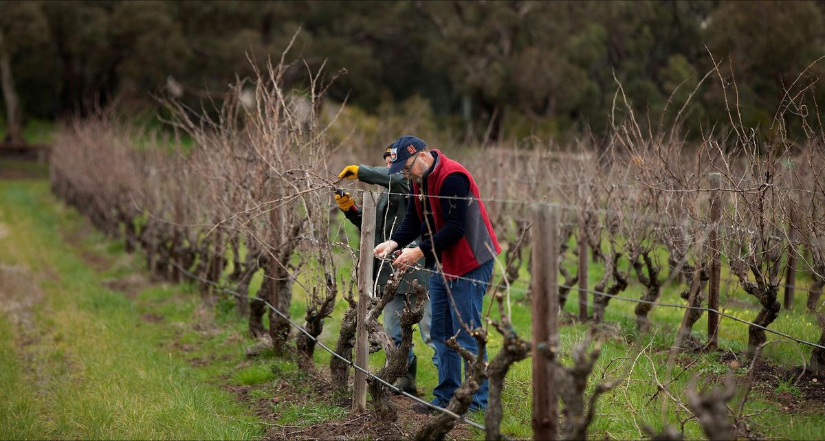 Pruning Through Winter