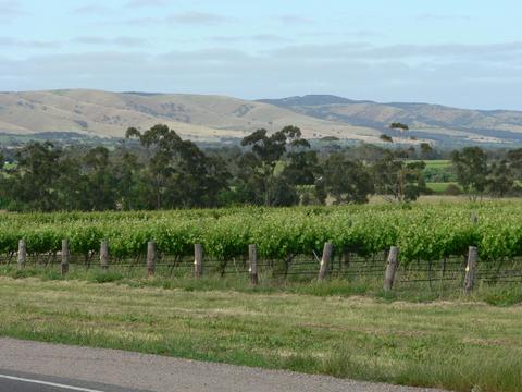 McLaren Vale Wine Tour