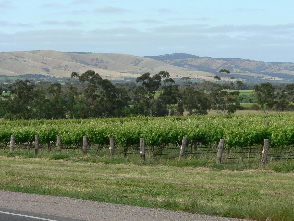 McLaren Vale Wine Tour