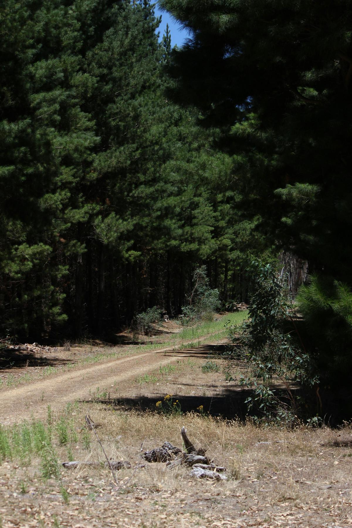 Pine plantation