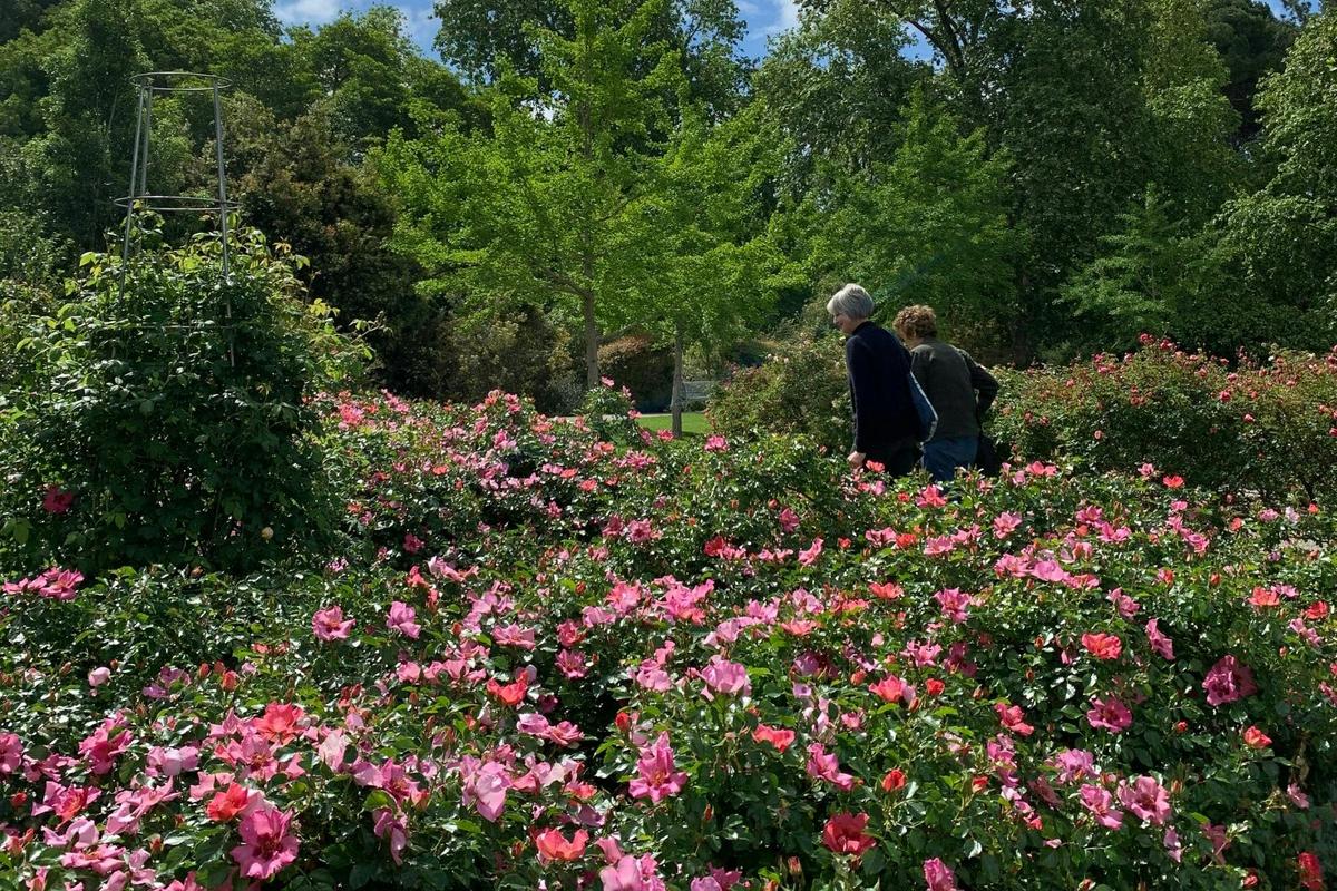 International Rose Garden