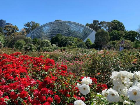 International Rose Garden