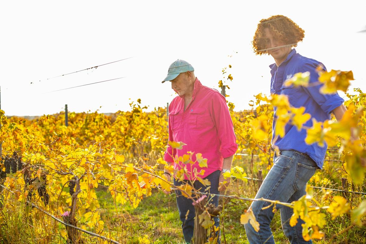 Father and son checking the vines
