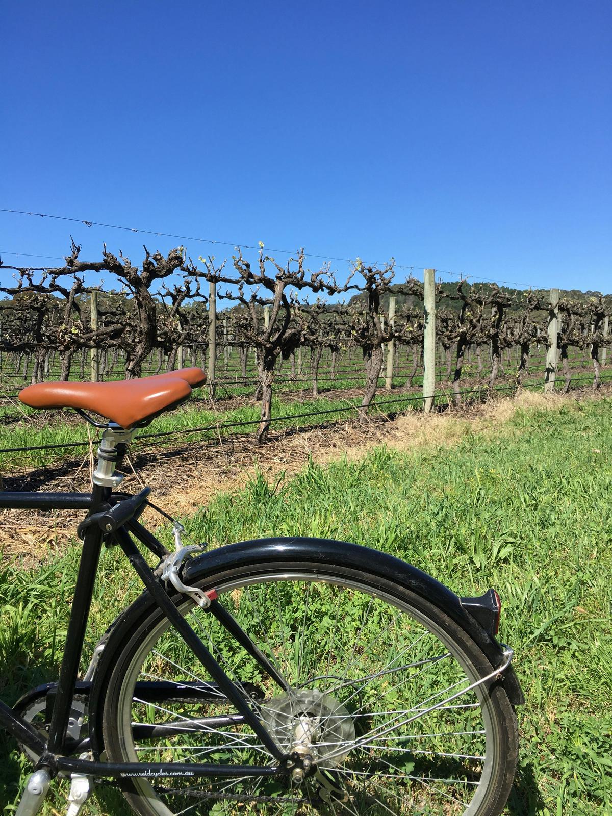 Self-guided Bike Trails in McLaren Vale
