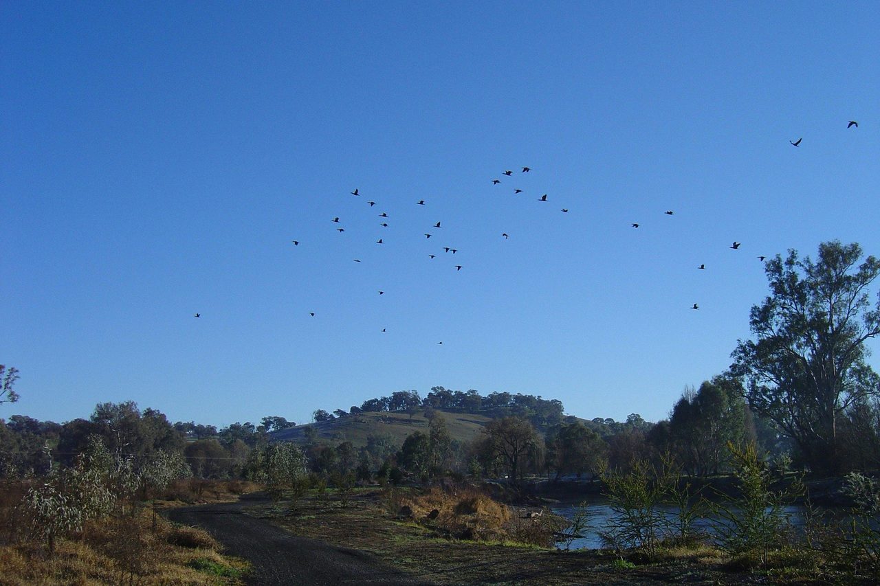 Birds - Wetlands