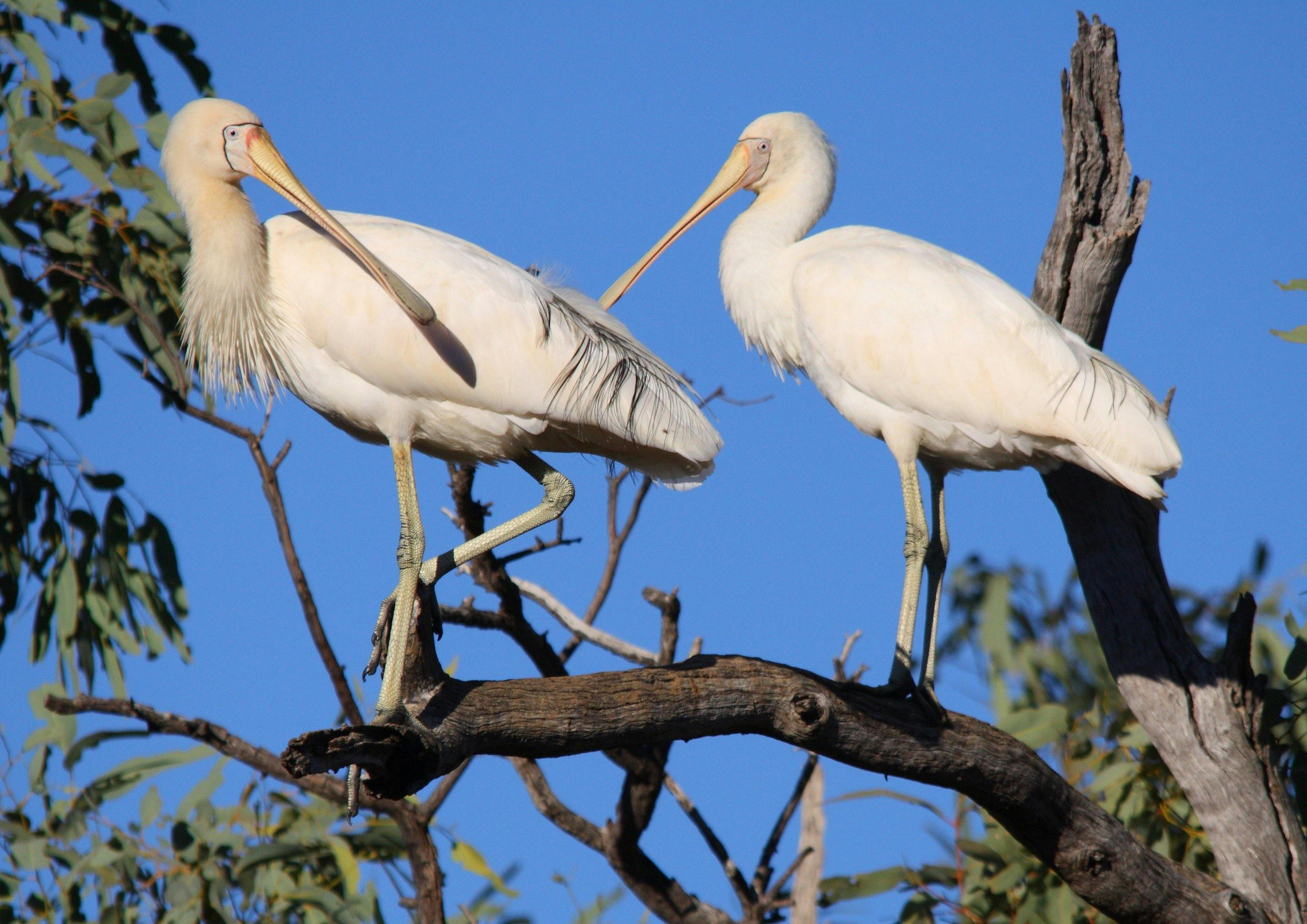Yellow-billed Spoonbill