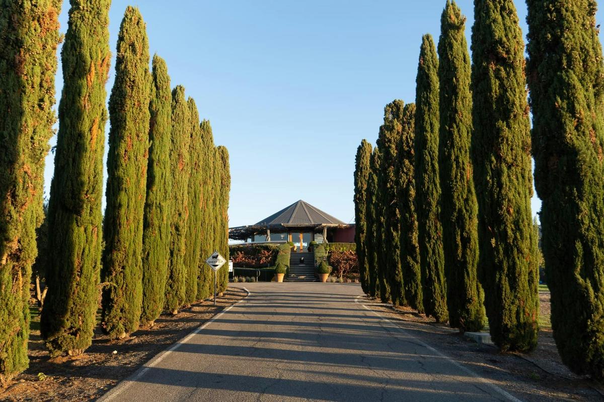 driveway of pines up to cellar door
