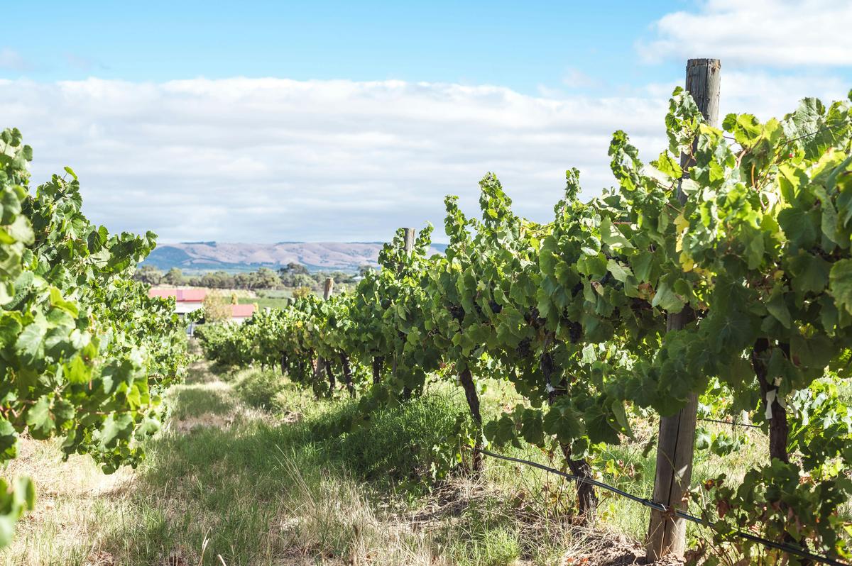Minchella Vineyard