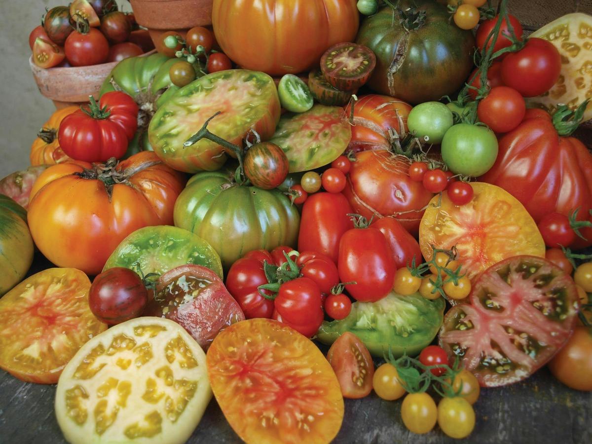 Tomatoes