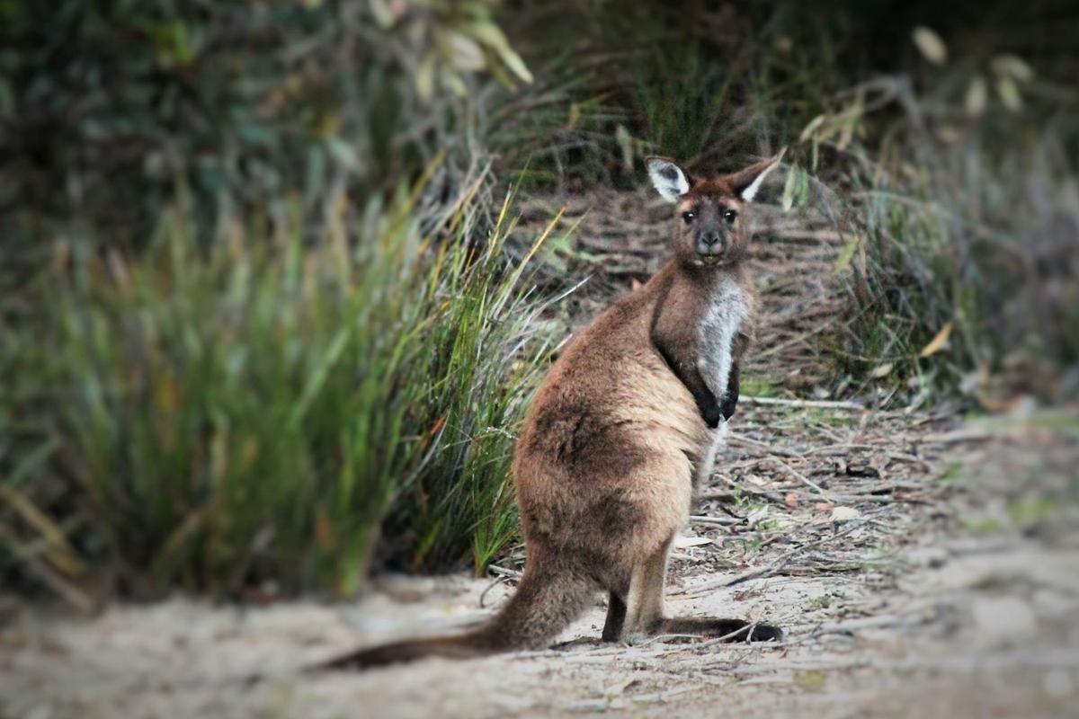 Sunset Kangaroo Safari Quad Adventure