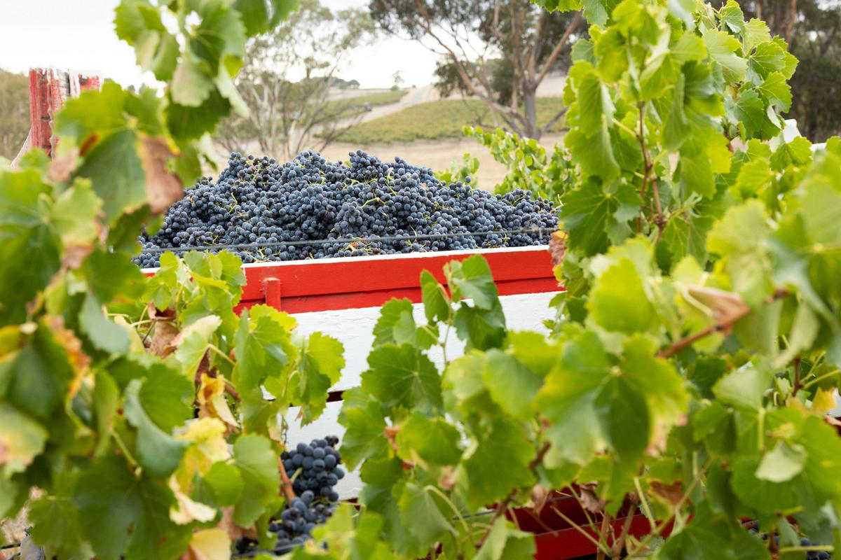 Kaesler vineyard