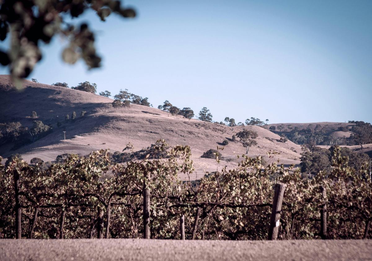 Views of Barossa Ranges from Liebichwein cellar door