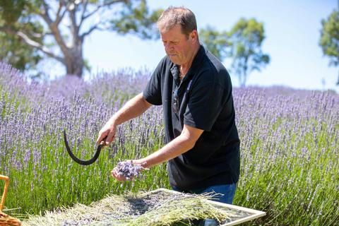 Guided Tour with Lavender Tea-Party