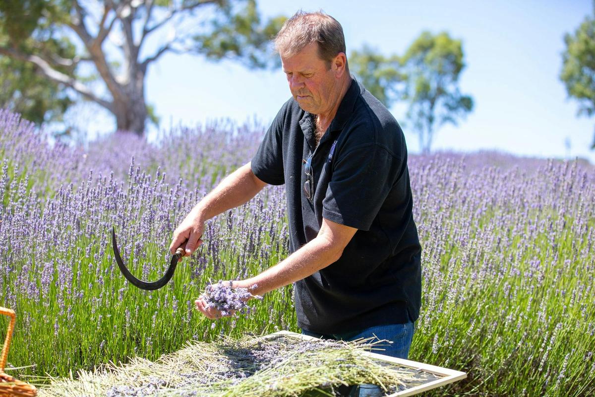 Guided Tour with Lavender Tea-Party