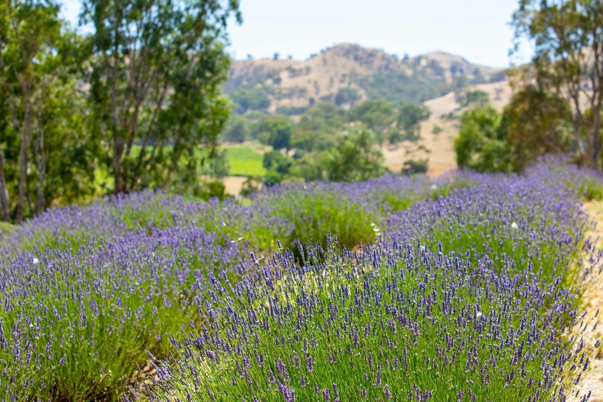 Lavender Landscape