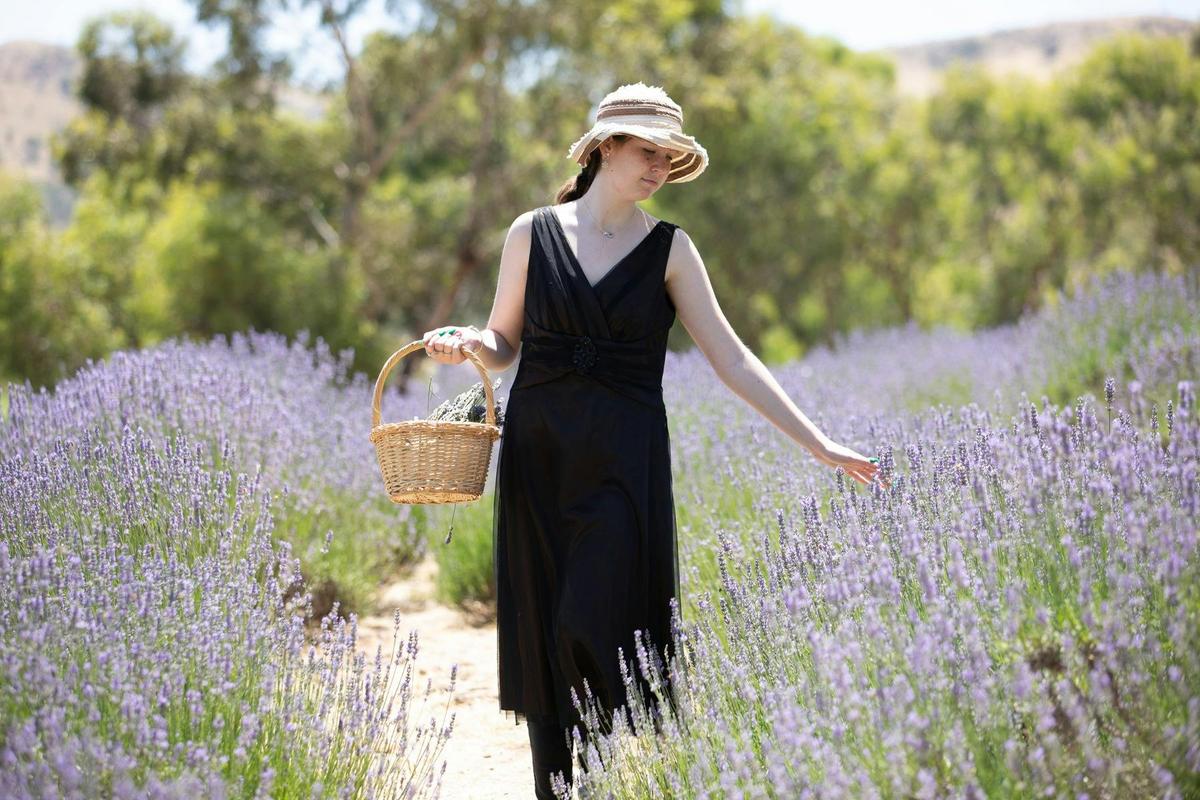 Lavender Lady