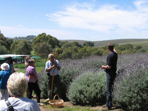 Guided Tour with Local Platters to Share