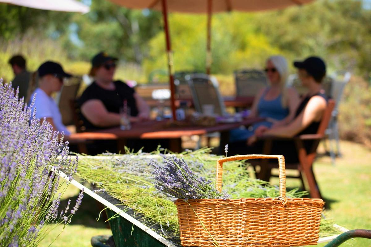 Guided Tour with Lavender Tea-Party