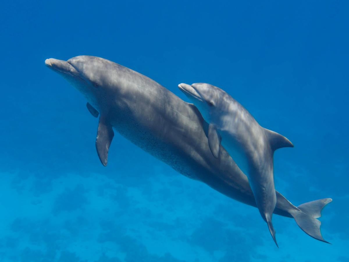 2-Hour Swim with Dolphin, Seal and Coastal Snorkelling