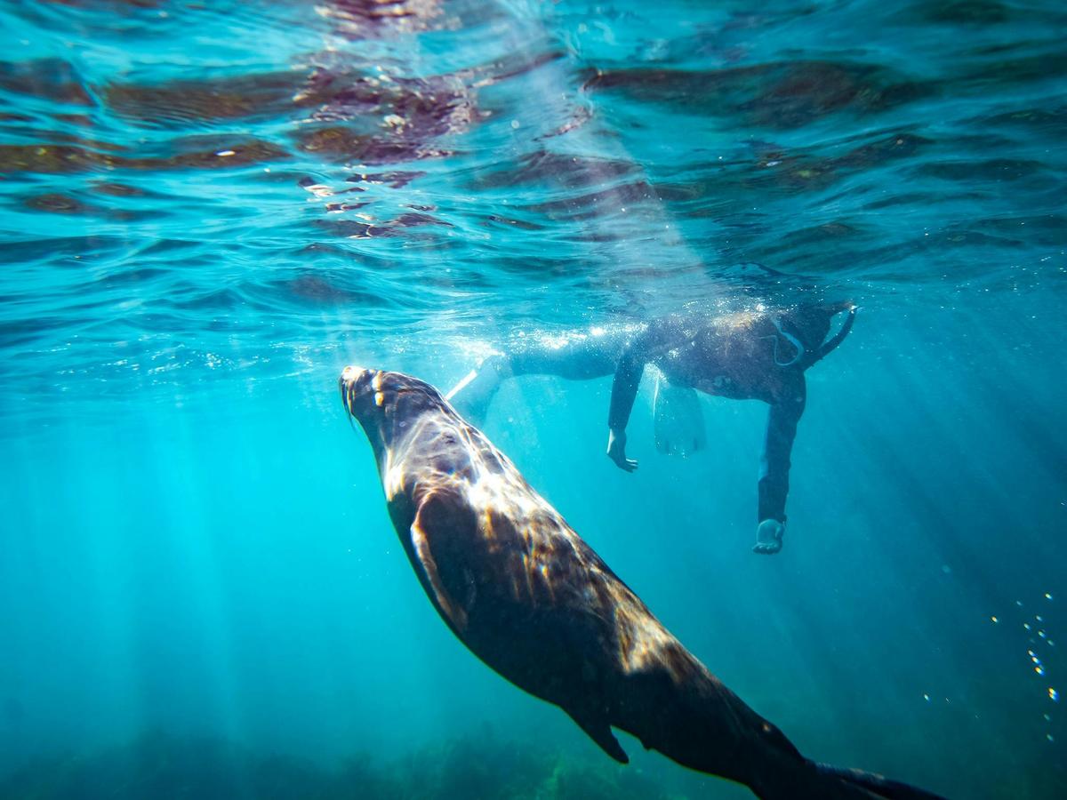 2-Hour Swim with Dolphin, Seal and Coastal Snorkelling