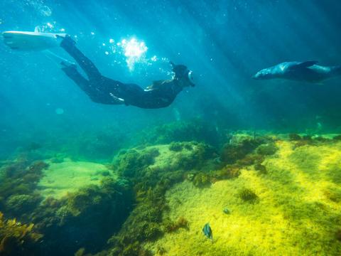 2-Hour Swim with Dolphin, Seal and Coastal Snorkelling