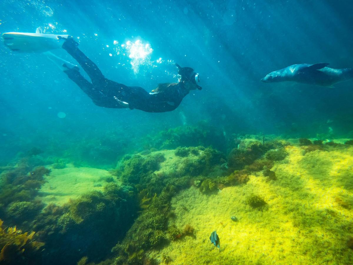 2-Hour Swim with Dolphin, Seal and Coastal Snorkelling