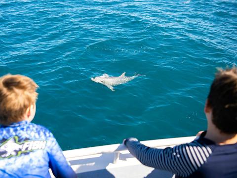 2-Hour Swim with Dolphin, Seal and Coastal Snorkelling