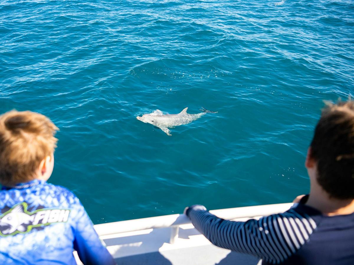 2-Hour Swim with Dolphin, Seal and Coastal Snorkelling