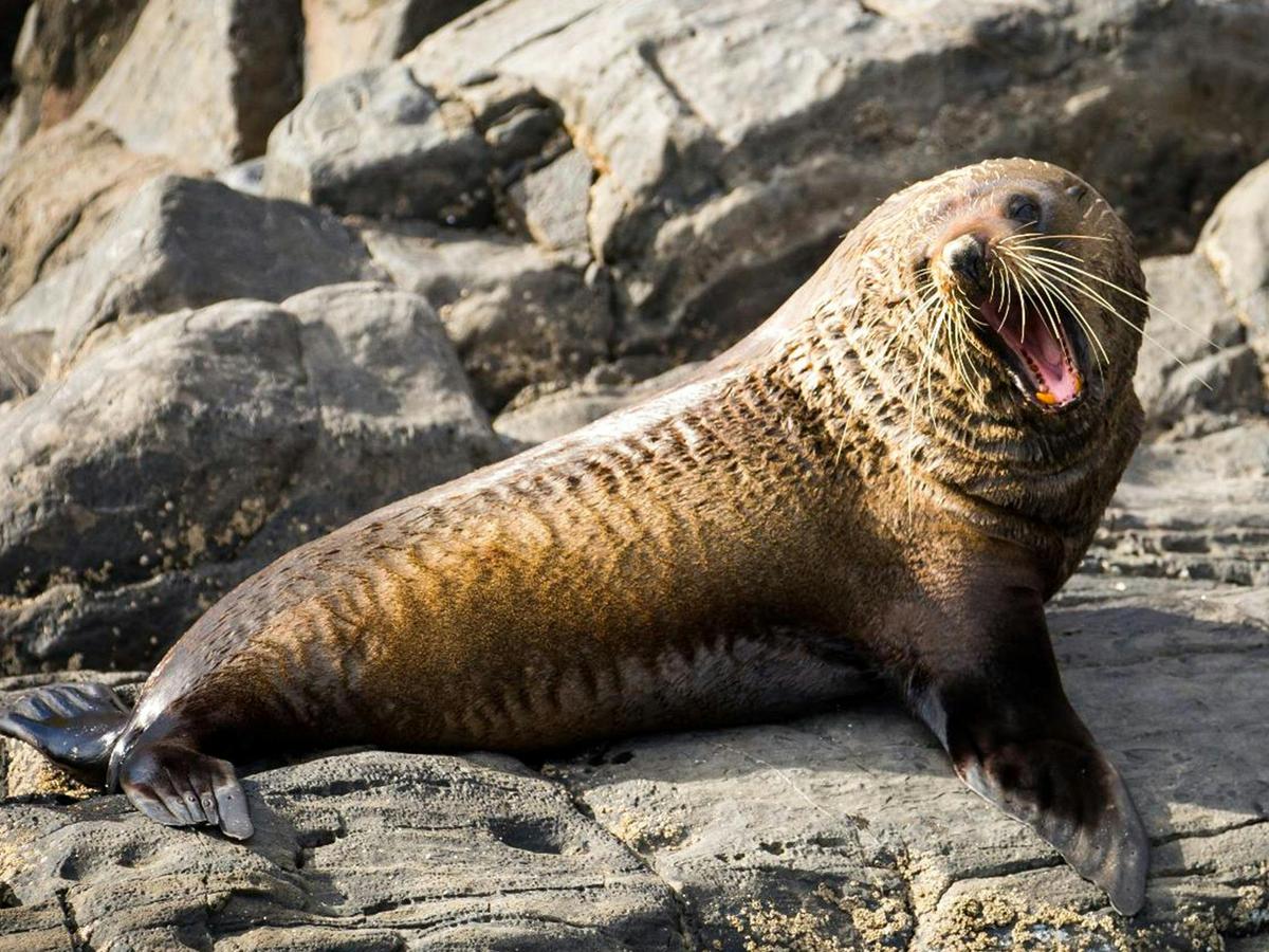75-Minute Coastal Safari