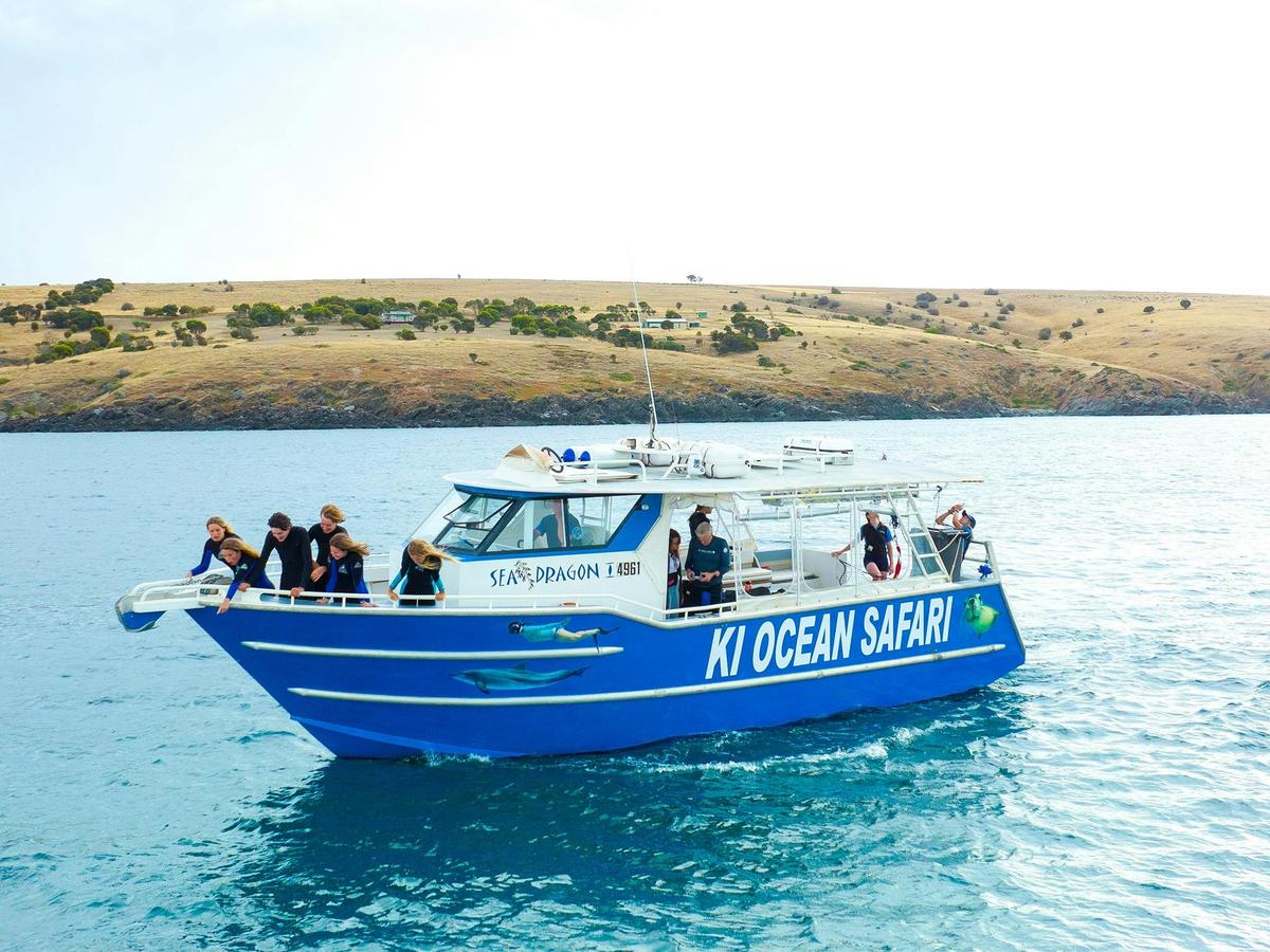 2-Hour Swim with Dolphin, Seal and Coastal Snorkelling