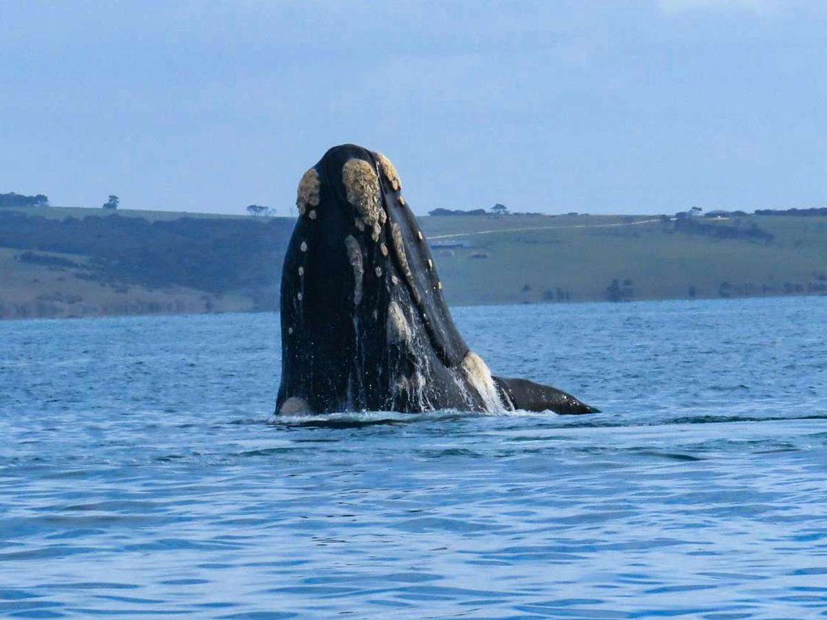 75-Minute Coastal Safari