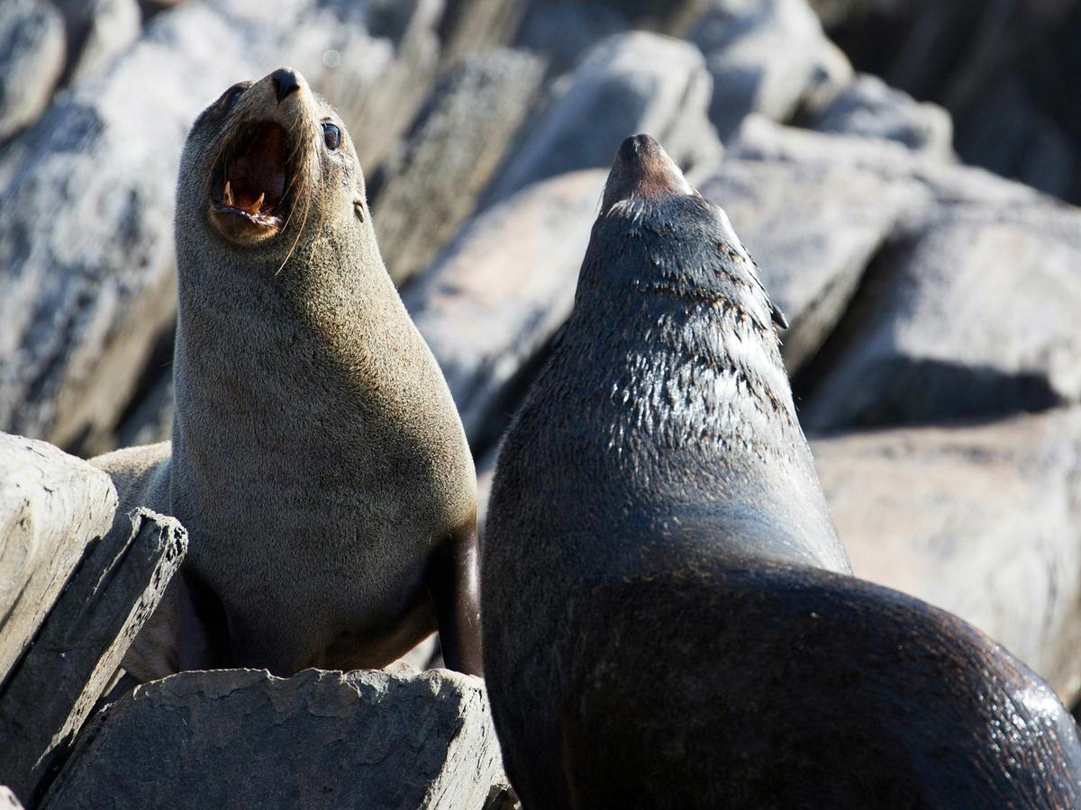 See long-nosed fur seals play