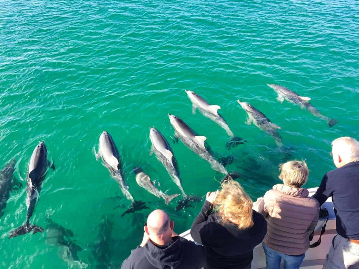 Be amazed by passing wild dolphins