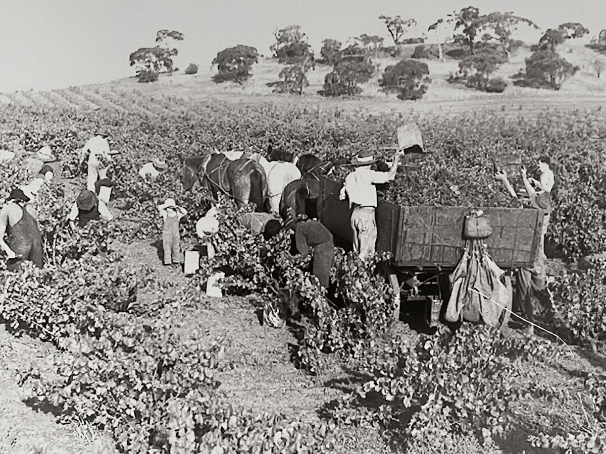 Hand picking bush vines with horse and cart