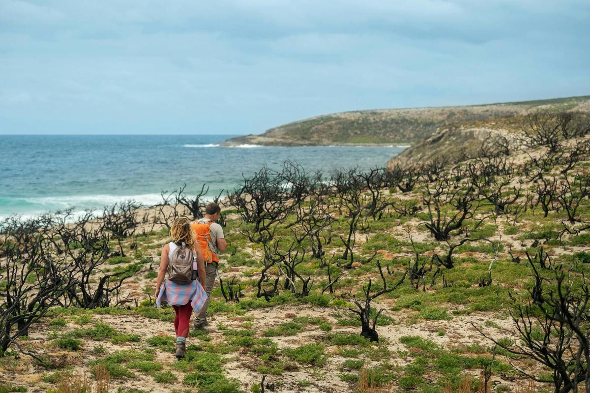 Kangaroo Island Wilderness Trail – Fire Recovery Experience