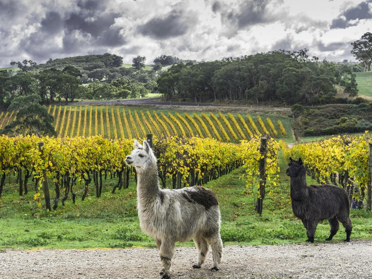 Alpacas roaming the vineyard