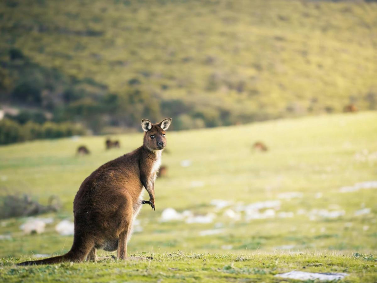 Lighthouse, Kangaroos and Views