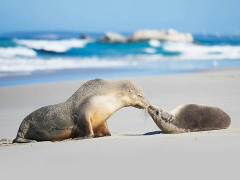 Seal Bay Beach Experience