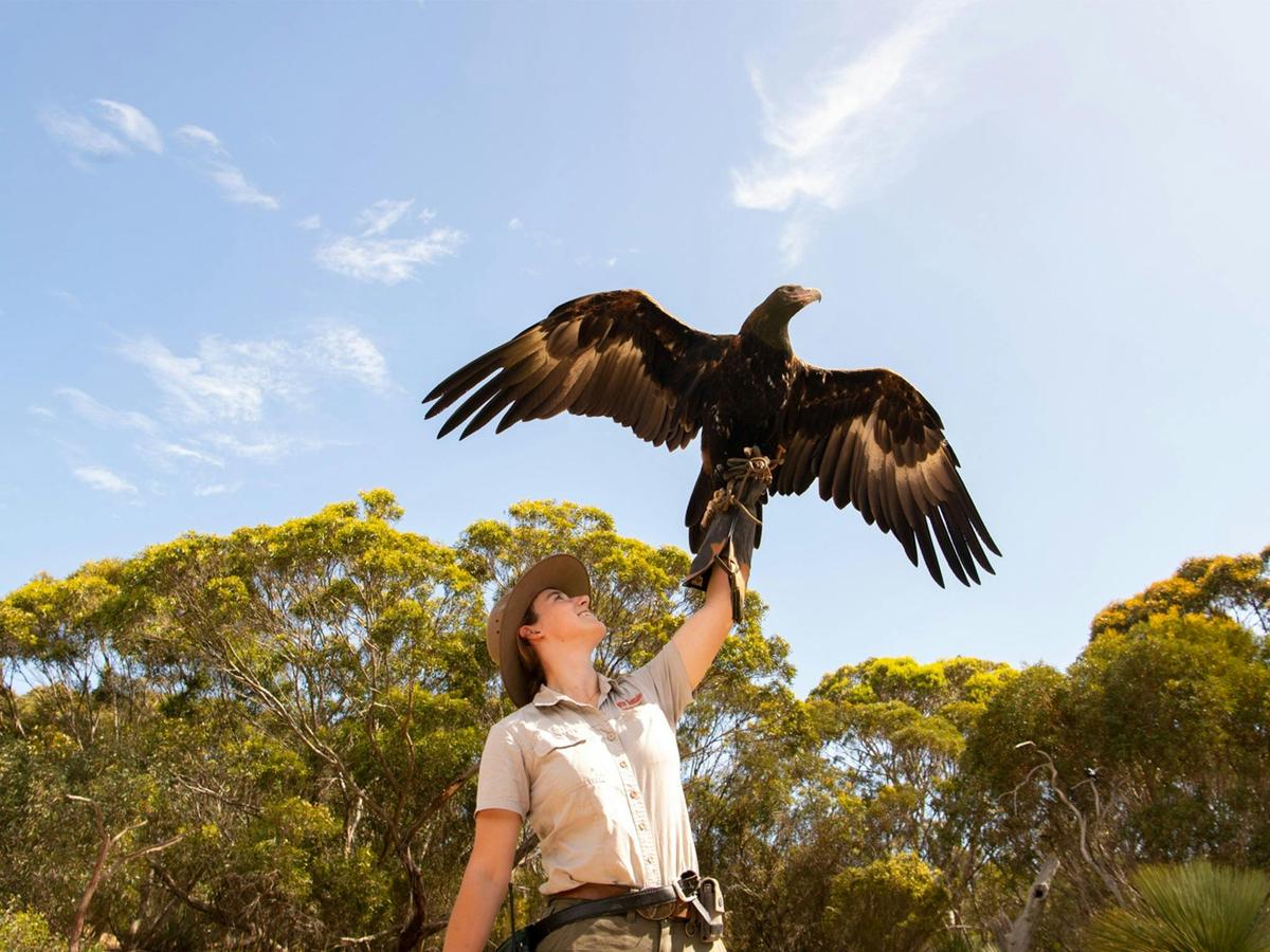 Raptor Domain