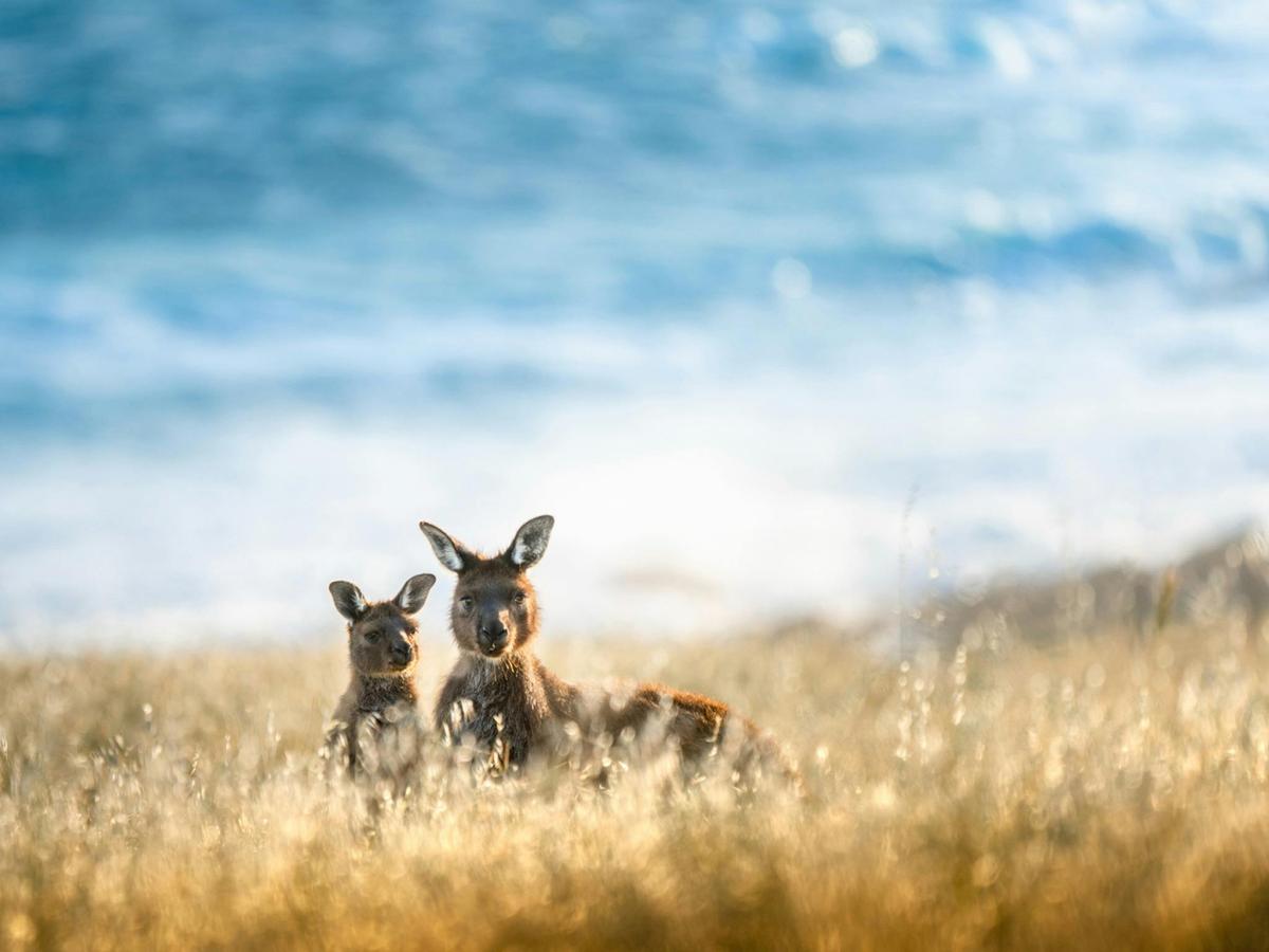 Lighthouse, Kangaroos and Views