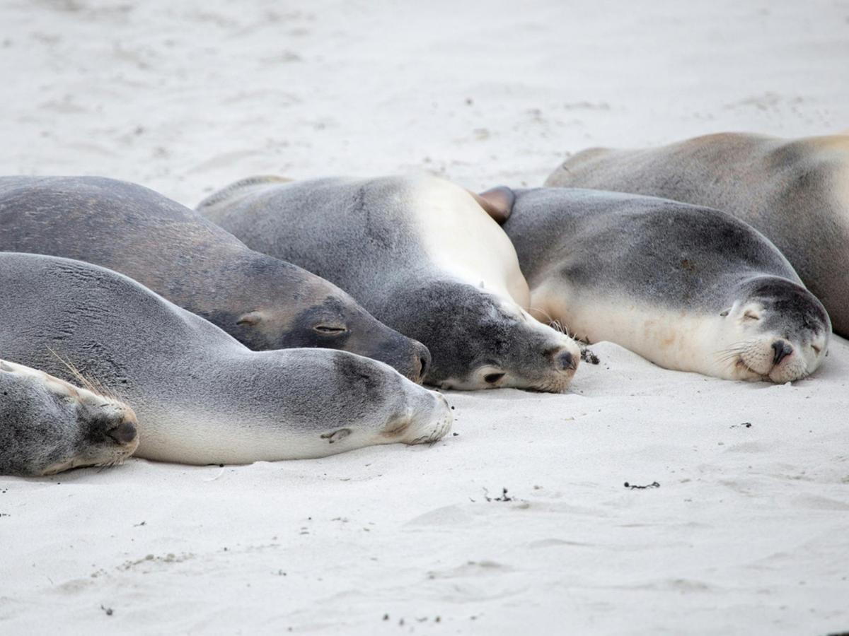 Seal Bay Beach Experience