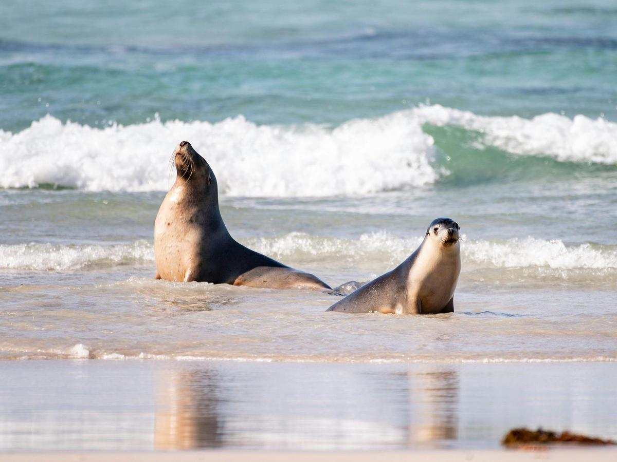 Kangaroo Island Wildlife Encounter